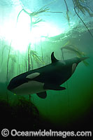 Killer Whale (Orcinus Orca) in a Kelp Forest. This is a composite image. A Killer Wlae image was digitally combined with a Kelp forest image. Both images were shot in British Columbia, Canada.