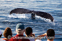 Passengers (MR) on a whale watching boat out of Lahaina, Maui, get a close up look at the tail end of a Humpback Whale (Megaptera novaeangliae). Hawaii, USA