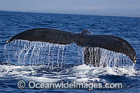 Humpback Whale (Megaptera novaeangliae) showing tail fluke on the surface. Found throughout the world's oceans in both tropical and polar areas, depending on the season. Classified as Vulnerable on the IUCN Red List.
