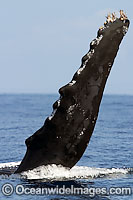 Humpback Whale (Megaptera novaeangliae) showing pectoral fin on the surface. Found throughout the world's oceans in both tropical and polar areas, depending on the season. Classified as Vulnerable on the IUCN Red List.