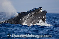 Humpback Whale (Megaptera novaeangliae) blowing at surface showing baleen. Found throughout the world's oceans in both tropical and polar areas, depending on the season. Classified as Vulnerable on the IUCN Red List.
