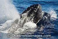 Humpback Whale (Megaptera novaeangliae) at surface showing air expelling out of blowhole. Found throughout the world's oceans in both tropical and polar areas, depending on the season. Classified as Vulnerable on the IUCN Red List.