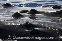 Humpback Whale (Megaptera novaeangliae) showing detail of the tubercles on top of the head. Found throughout the world's oceans in both tropical and polar areas, depending on the season. Classified as Vulnerable on the IUCN Red List.