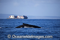 Humpback Whale (Megaptera novaeangliae), taking a breath of air at the surface as a container barge cruises nearby. Photo taken off the island of Maui, Hawaii, Pacific Ocean. Classified as Vulnerable on the 2000 IUCN Red List.