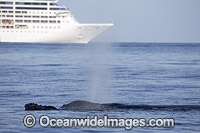Humpback Whales (Megaptera novaeangliae) on surface near cruise ship. Hawaii, USA. Found throughout the world's oceans in both tropical and polar areas, depending on the season. Classified as Vulnerable on the IUCN Red List.