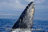 Humpback Whale (Megaptera novaeangliae) breaching on surface. Hawaii, USA. Found throughout the world's oceans in both tropical and polar areas, depending on the season. Classified as Vulnerable on the IUCN Red List.