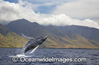 Humpback Whale (Megaptera novaeangliae), breaching off the coast of West Maui, Hawaii, Pacific Ocean, USA. Found throughout the world's oceans in both tropical and polar areas, depending on the season. Classified as Vulnerable on the IUCN Red List.