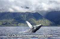 Humpback Whale (Megaptera novaeangliae), breaching off the coast of West Maui, Hawaii, Pacific Ocean, USA. Found throughout the world's oceans in both tropical and polar areas, depending on the season. Classified as Vulnerable on the IUCN Red List.