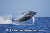 Humpback Whale (Megaptera novaeangliae), breaching on surface. Hawaii, USA. Found throughout the world's oceans in both tropical and polar areas, depending on the season. Classified as Vulnerable on the IUCN Red List.