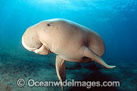 Dugong (Dugong dugon). Found in warm coastal waters from East Africa to Australia. Also known as Sea Cow. Classified Vulnerable on the IUCN Red List. Protected species in some regions.