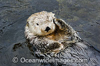 Southern Sea Otter (Enhydra lutris). Photo taken off Monterey, California, USA. Listed as Endangered on the IUCN Red List