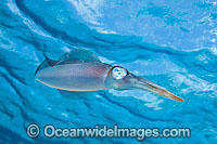Caribbean Reef Squid (Sepioteuthis sepioidea). Also known as Reef Squid. Found throughout the Caribbean Sea, including coastal Florida, USA
