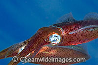 The male oval squid, Sepioteuthis lessoniana, can reach 14 inches in length. Hawaii.