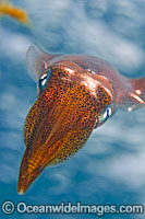 Bigfin Reef Squid (Sepioteuthis lessoniana). Hawaii. Large Squid is often seen on coral reefs and seagrass beds. It is found throughout the tropical Indo-Pacific, from Hawaii to the Red Sea.