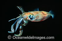 Bigfin Reef Squid (Sepioteuthis lessoniana). This Squid is often seen on coral reefs and seagrass beds. It is found throughout the tropical Indo-Pacific, from Hawaii to the Red Sea.