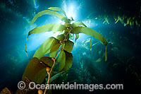 Sunlight streaming through a forest of Giant Kelp (Macrocystis pyrifera), off Catalina Island, California, USA.