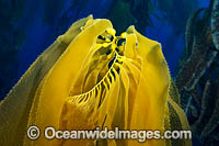 Giant Kelp (Macrocystis pyrifera). Photo taken off Santa Barbara Island, California, USA.