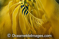 Giant Kelp (Macrocystis pyrifera). Photo taken off Santa Barbara Island, California, USA.