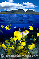 Under over water picture, showing tropical coral reef fish (Butterflyfish and Snapper) and island background. This is a composite image, comprising of 2 or more images digitally merged together.