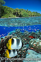 Under over water picture, showing coral reef consisting of butterflyfish, corals, grouper and tropical island. Indo Pacific. This is a composite image, comprising of 2 or more images digitally merged together.