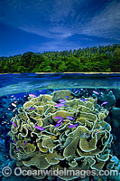 Over under water picture, showing Fairy Basslets (Pseudanthias tuka) amongst Cabbage Coral (Turbinaria reniformis) and tropical island in the background. Indo Pacific. Within the Coral Triangle.
