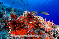 Reef scene with Slate Pencil Sea Urchin (Heterocentrotus mammillatus), corals and a variety of fish species. Photo taken off Hawaii, Pacific Ocean