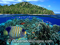Under over water picture, showing coral reef consisting of angelfish, fairy basslets, grouper and tropical island. Indo Pacific. This is a composite image, comprising of 2 or more images digitally merged together.