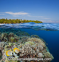 Reef scene, comprising Hard Corals and tropical Fish, with Balicasag Island in the background. Photos taken in the Philippines. (This is a digital composite comprising of two or more images).