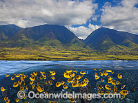 Reef scene comprising Schooling Raccoon Butterflyfish (Chaetodon lunula), with the West Maui Mountains in background. Hawaii, Pacific Ocean. (This is a digital composite comprising of two or more images).