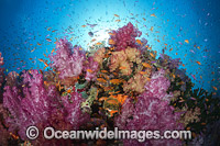 Alconarian Coral and schooling Anthias reef scene. Photo taken at the Fijian Islands.