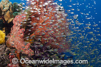 Gorgonian Coral, Alconarian Coral and schooling Sweepers (Parapriacanthus ransonneti) reef scene. Photo taken in Indonesia.