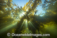 Sunlight streaming through a forest of Giant Kelp (Macrocystis pyrifera). Offshore Santa Barbara Island, California, USA.