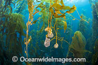 Forest of Giant Kelp (Macrocystis pyrifera). Offshore Santa Barbara Island, California, USA.