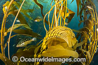 Kelp Bass (Paralabrax clathratus), in kelp forestoff Santa Barbara, California, USA.
