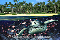 Under over water picture of Green Sea Turtle (Chelonia mydas) schooling fish and tropical palm beach This is a composite image, comprising of two or more images digitally merged together.