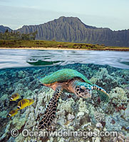 Under over water oicture of Green Sea Turtle (Chelonia mydas) Raccoon Butterflyfish and Hawaii, USA, landscape. This is a composite image, comprising of two or more images digitally merged together.