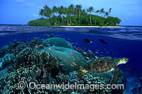 Under over water picture of Green Sea Turtle (Chelonia mydas) coral reef and tropical island. This is a composite image, comprising of two or more images digitally merged together.