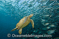 Green Sea Turtle (Chelonia mydas) and schooling Bigeye Jacks (Caranx Sexfasciatus). Found in tropical and warm temperate seas worldwide. Listed on the IUCN Red list as Endangered species.