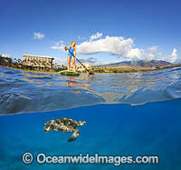 Girl on a stand-up paddle board observing a Green Sea Turtle (Chelonia mydas). Maui, Hawaii, USA.