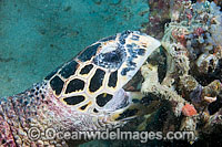 Hawksbill Sea Turtle (Eretmochelys imbricata) eating coral and sponge. Bahamas, Atlantic Ocean. Found in tropical and warm temperate seas worldwide. Rare. Classified Critically Endangered species on the IUCN Red List.