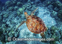 Hawksbill Sea Turtle (Eretmochelys imbricata). Found in tropical and warm temperate seas worldwide. Rare. Classified Critically Endangered species on the IUCN Red List.