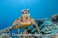Hawksbill Sea Turtle (Eretmochelys imbricata). Sipidan Island, Malaysia. Found in tropical and warm temperate seas worldwide. Rare. Classified Critically Endangered species on the IUCN Red List.