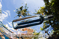 The underwater view of a message in a bottle with tropical foliage seen through the rippled surface.