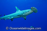 Great Hammerhead Shark (Sphyrna mokarran). Found in tropical and warm temperate seas throughout the world.