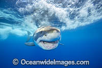 Great White Shark (Carcharodon carcharias) underwater. Also known as Great White, White Pointer, White Shark & White Death. Found in all major oceans of the world, but mostly temperate waters. Listed as Vulnerable Species on the IUCN Red List.