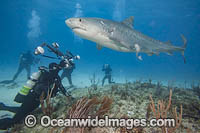 Diver photographing a Tiger Shark (Galeocerdo cuvier). Bahamas, Atlantic Ocean.