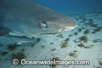 Tiger Shark (Galeocerdo cuvier), whith skin membrane over the eye. Bahamas, Atlantic Ocean.