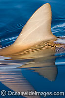 Grey Reef Shark (Carcharhinus amblyrhynchos) dorsal fin breaking the surface. Also known as Grey Reef Shark, Black-vee Whaler and Longnose Blacktail Shark. Found throughout the tropical Indo-West and Central Pacific.