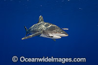 Oceanic Whitetip Shark (Carcharhinus longimanus). This oceanic shark is found worldwide in tropical and temperate seas. Photo taken off Hawaii, Pacific Ocean.