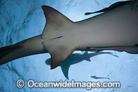 Lemon shark (Negaprion brevirostris). Found in the tropical western Atlantic from New Jersey to southern Brazil, and in the north eastern Atlantic off west Africa. Photo taken in the Bahamas, Atlantic Ocean.